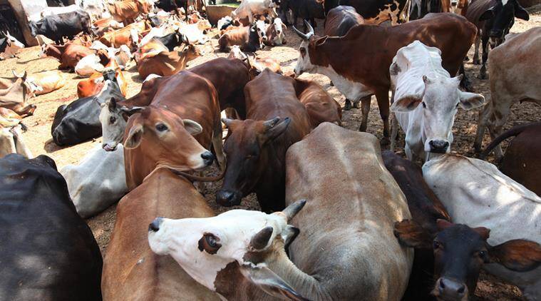 Animal Welfare Board of India withdraws appeal to celebrate February 14 as ‘Cow Hug Day’
