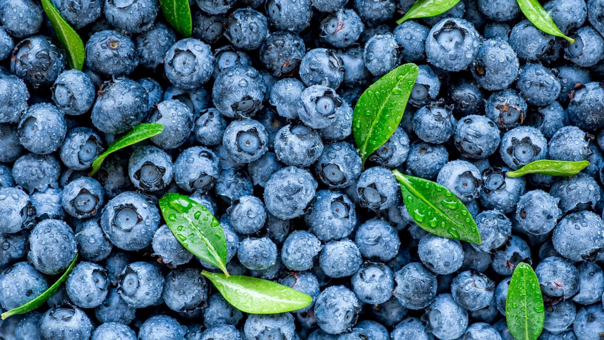 Blueberry consumption alleviates abdominal pain in gastrointestinal disorders