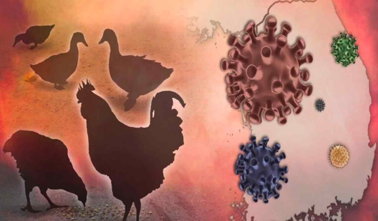 Health and Tech: Be cautious of avian influenza virus, say experts