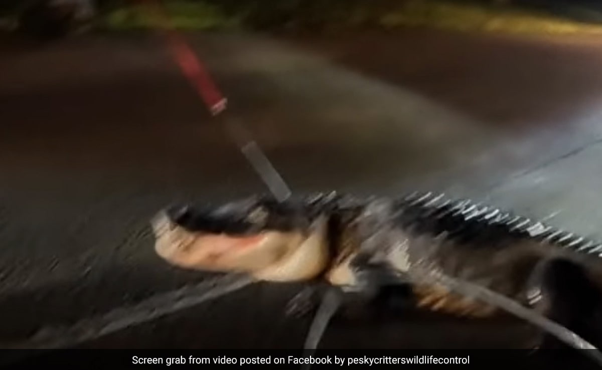 Florida Man Bump Into 11-Foot Alligator During His Morning Exercise